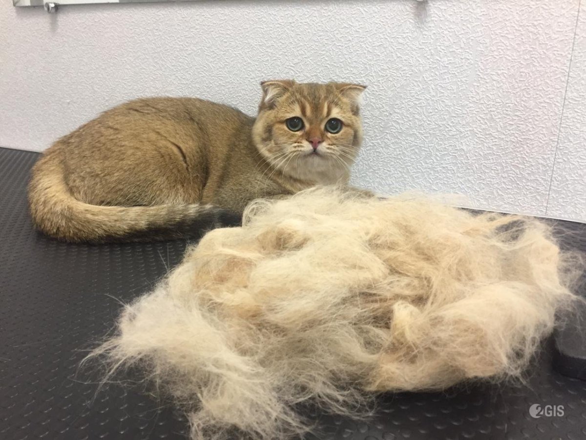 Экспресс линька Мейн куна