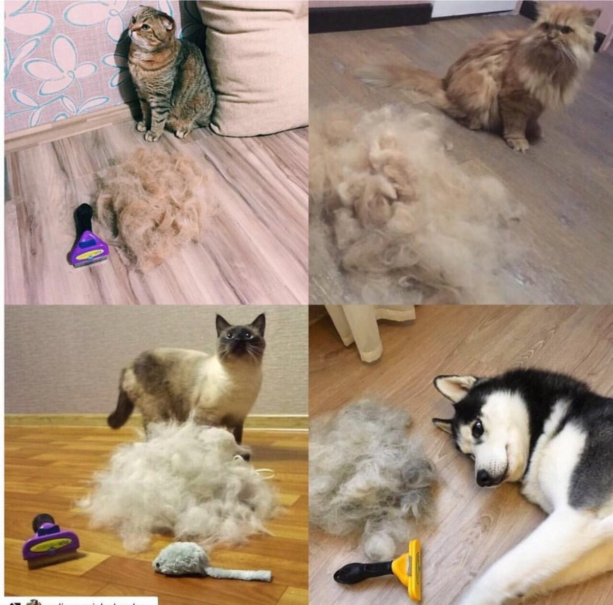 Кошачья линька