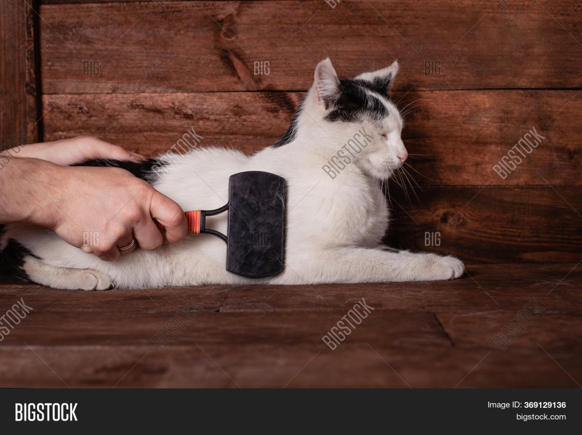 Кошка линяет