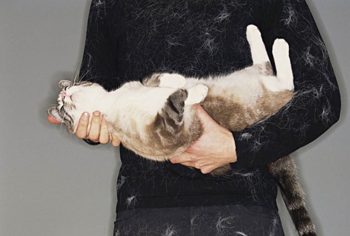 Шерсть кошки