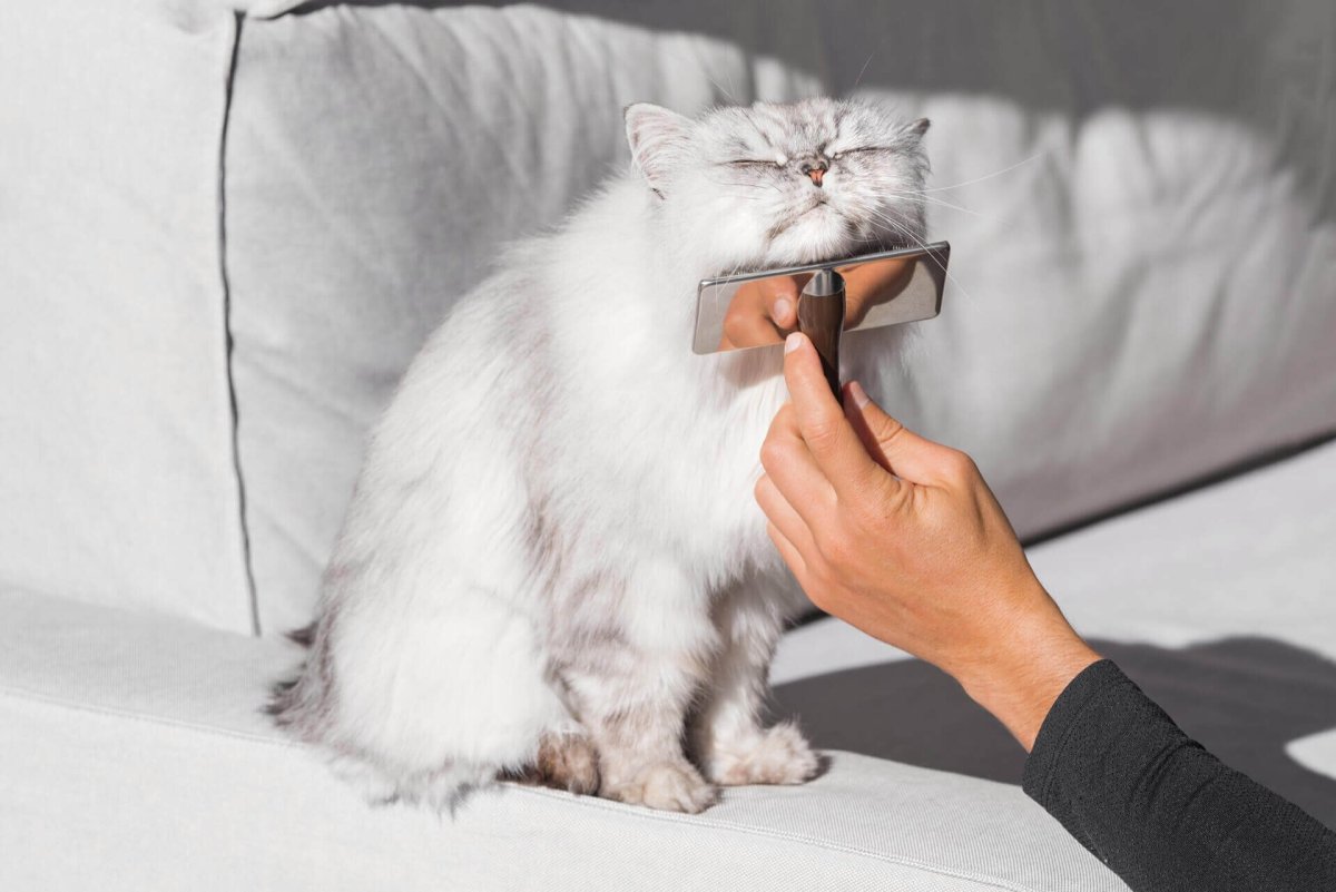 Для расчесывания котов