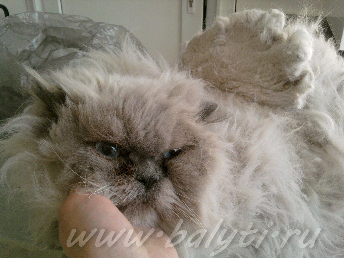 Линька у кошек