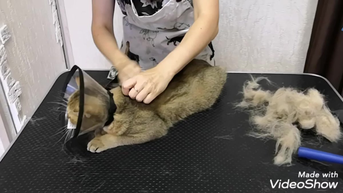 Вычесывать шерсть у собаки