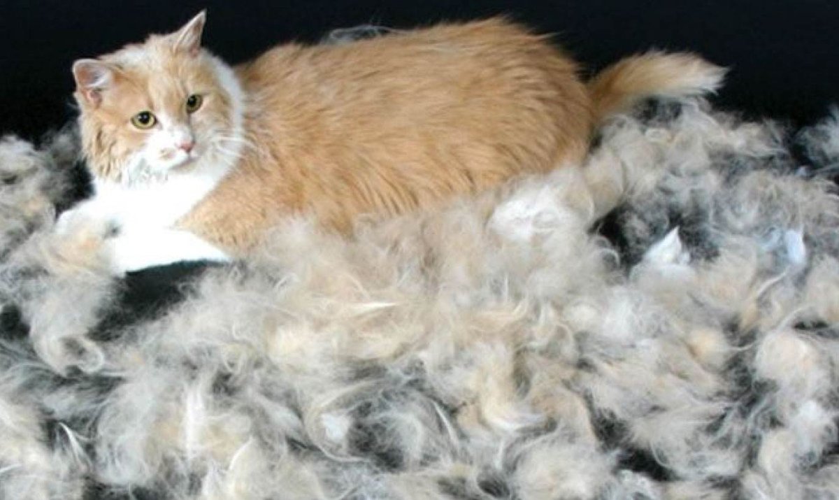 Вычёсывание шерсти у кошки до и после