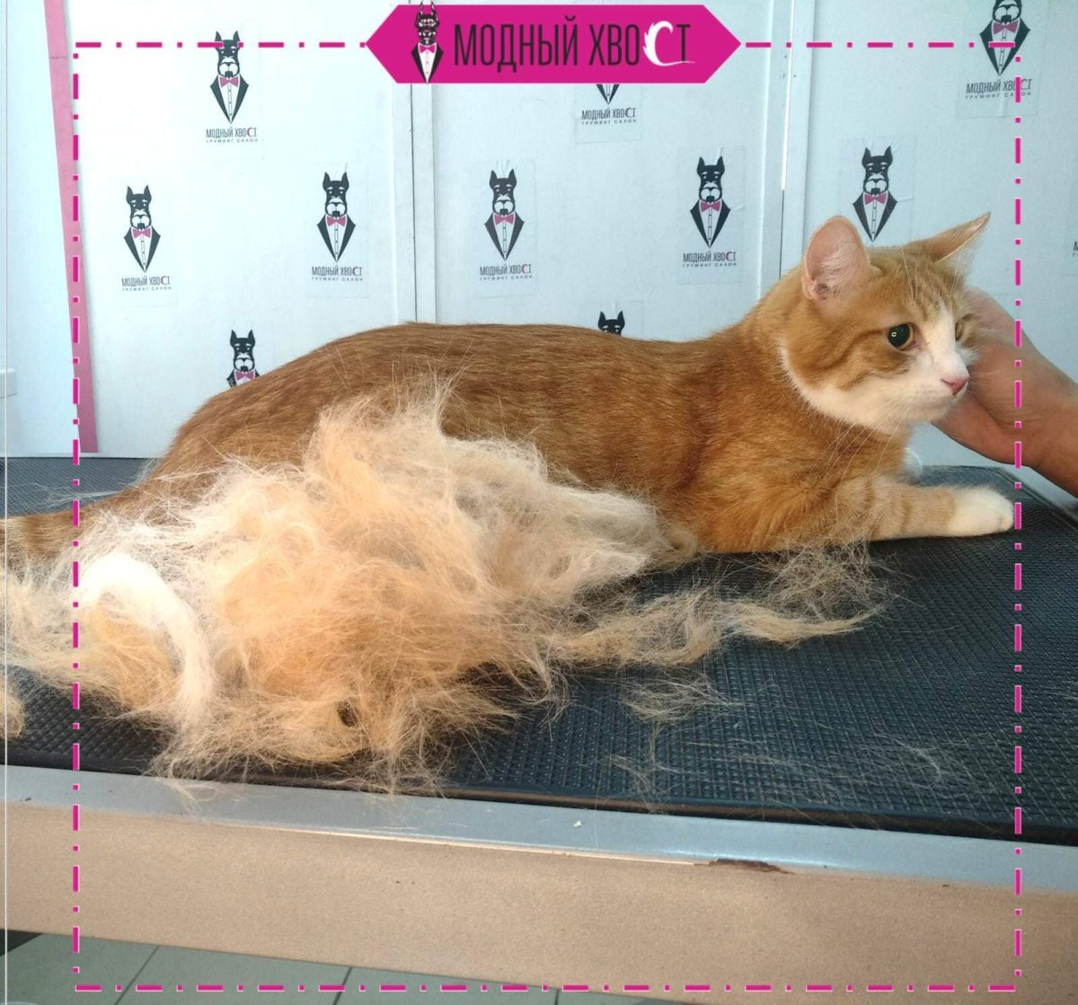 Персидский кот колтуны