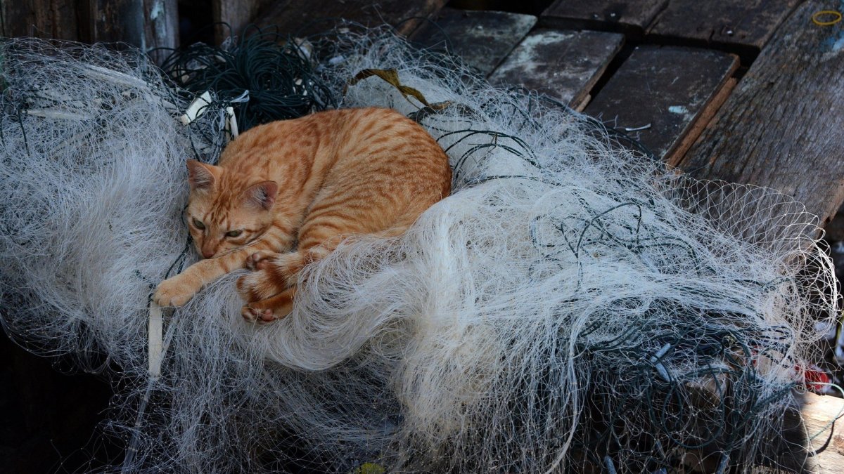 Вычесывание кошек