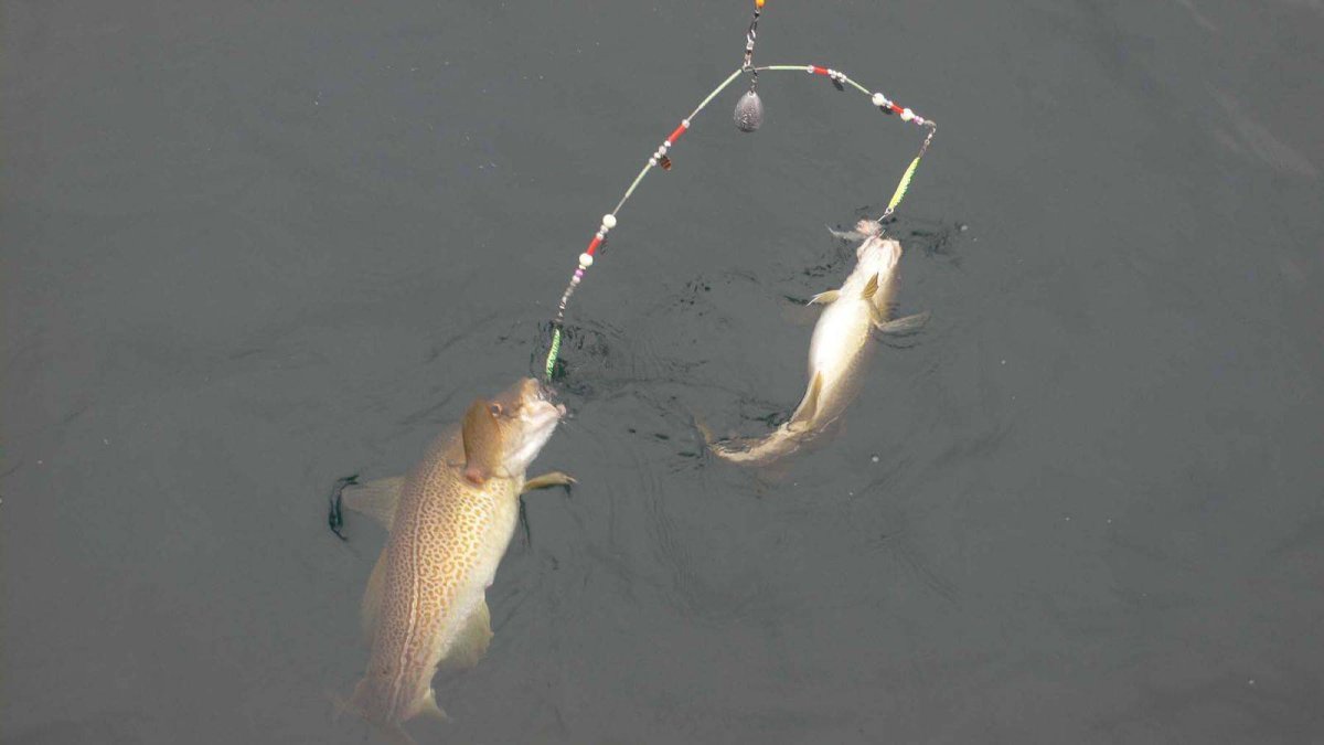 Донная снасть для ловли сома