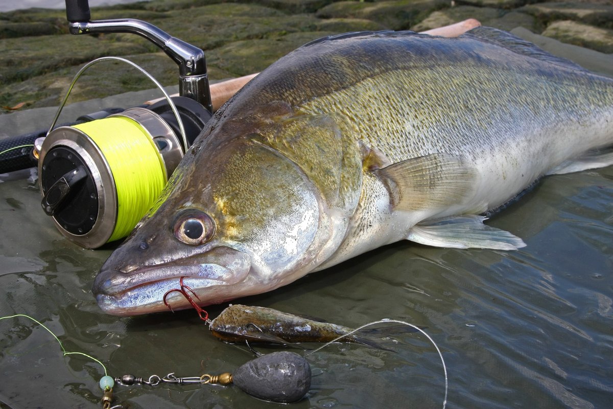 Щука на живца