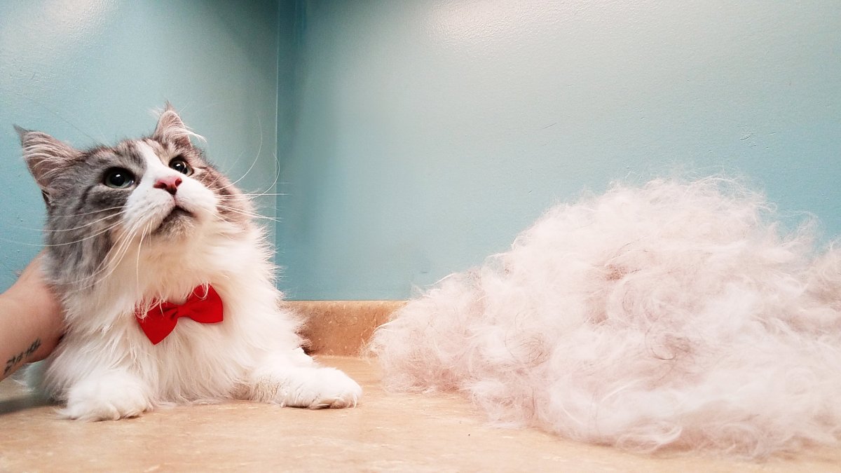 Кот полинял