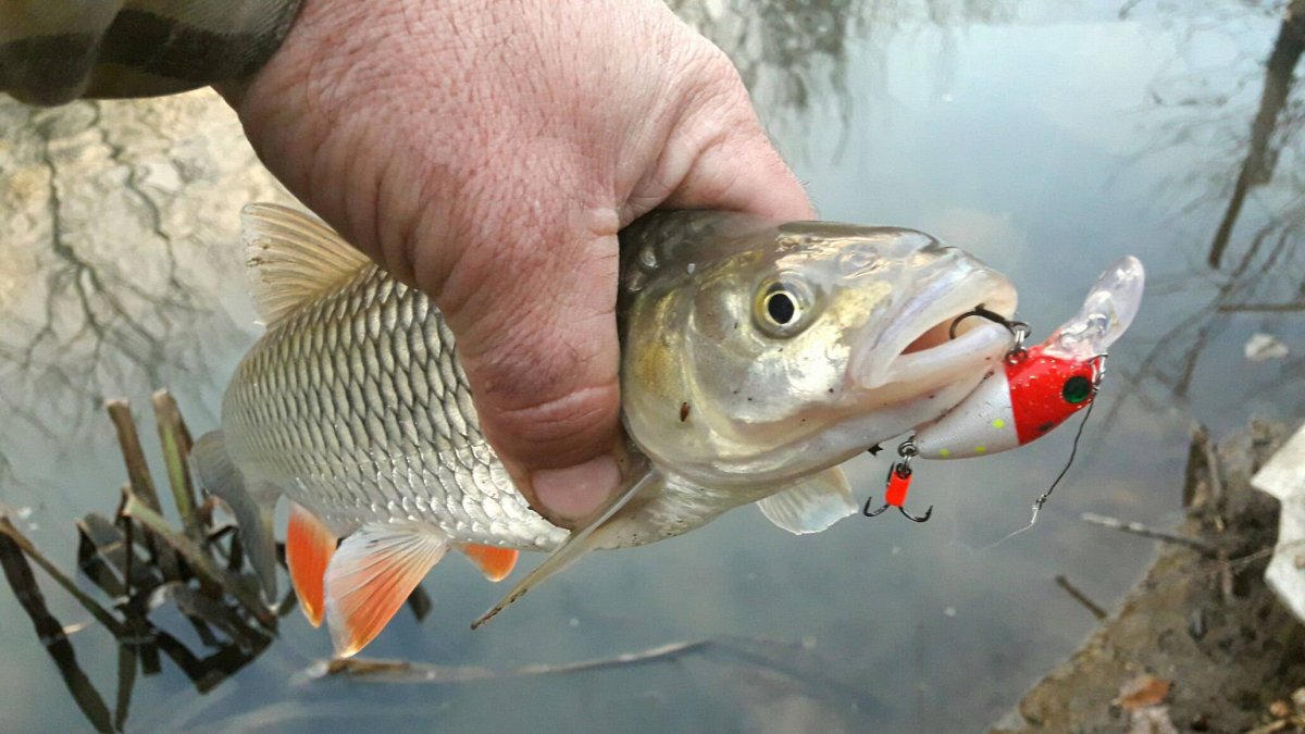 Голавлевые кренки