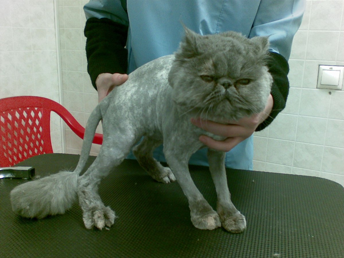 Корниш рекс