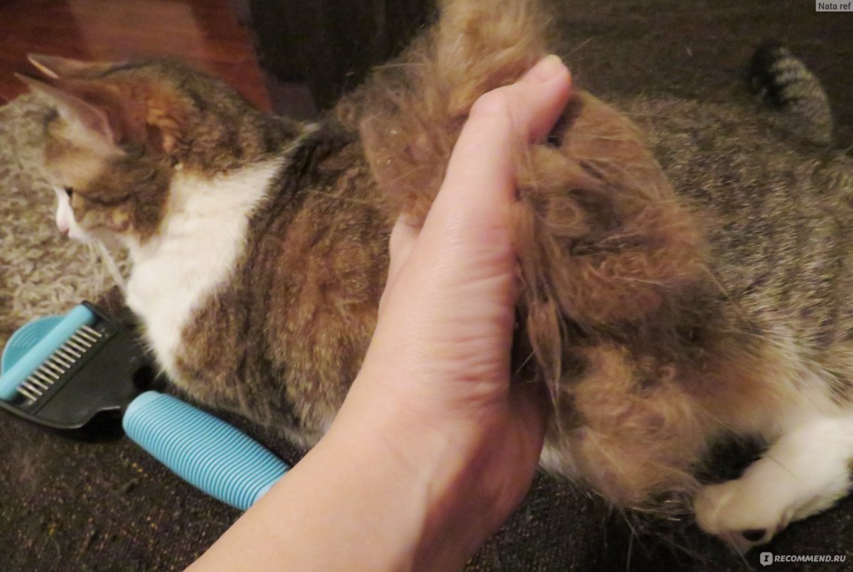 Вычесывание Мейн куна