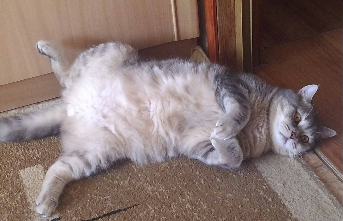 Кошка линяет