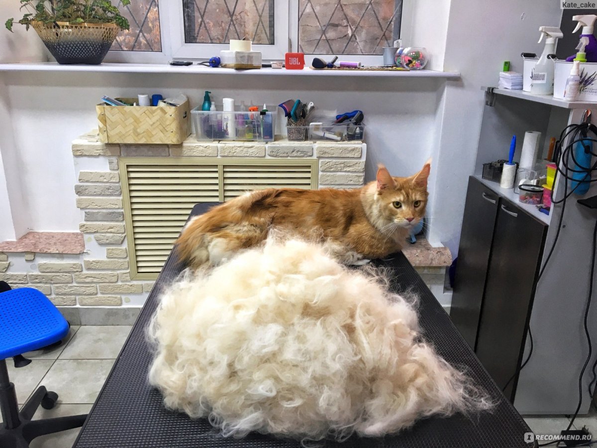 Кошка линяет