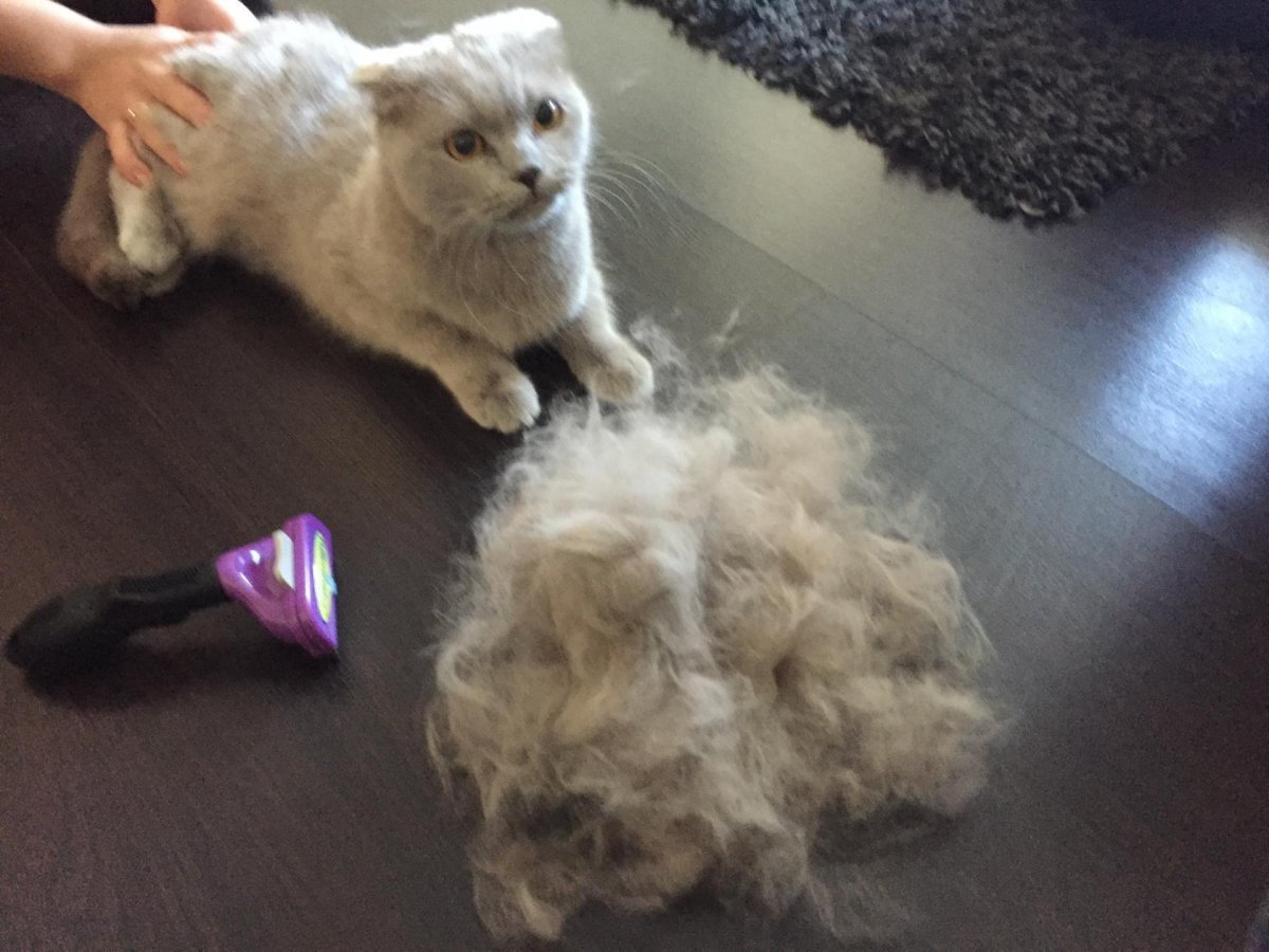 Для вычесывания шерсти у кошек