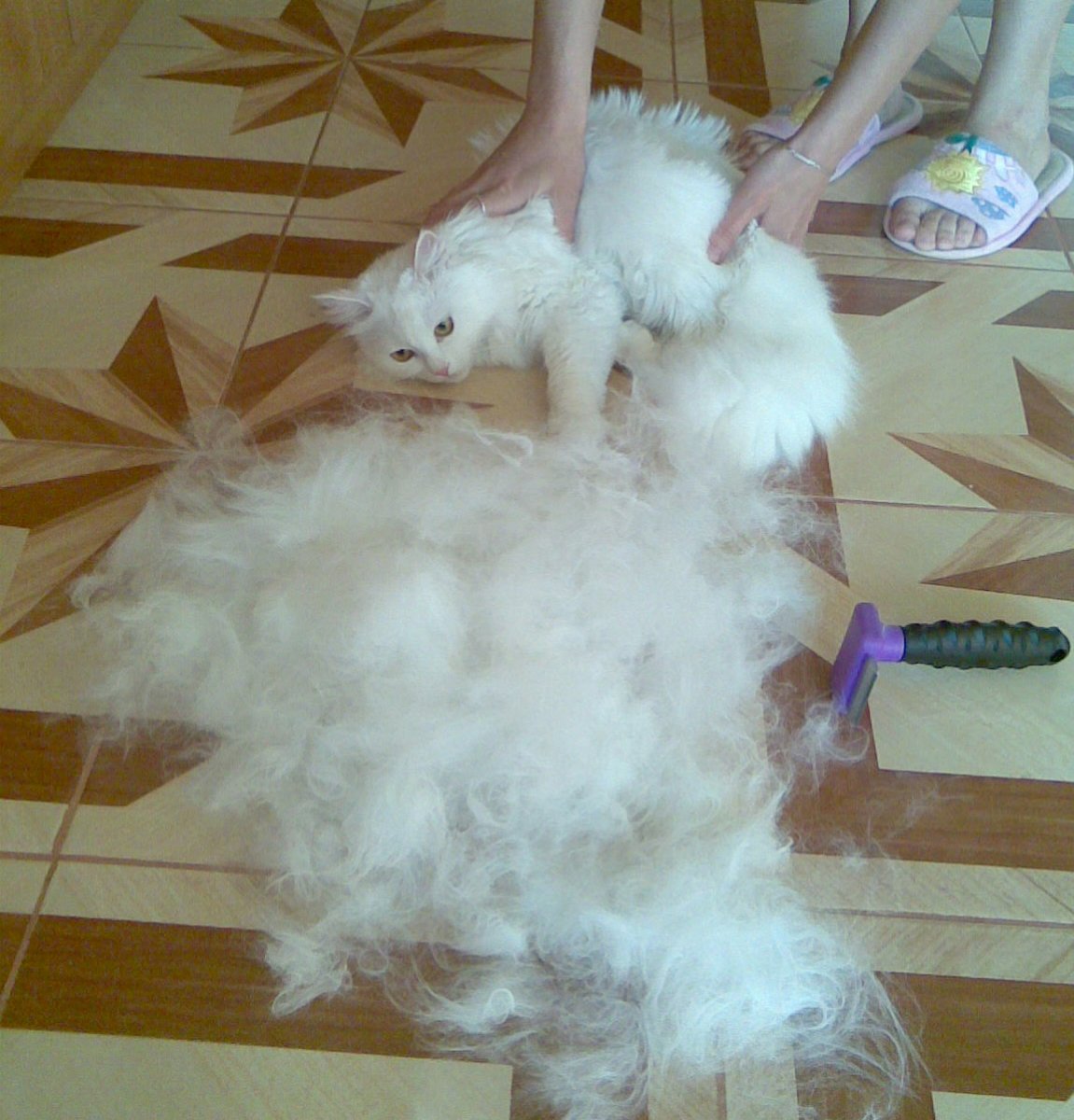 Экспресс линька корги