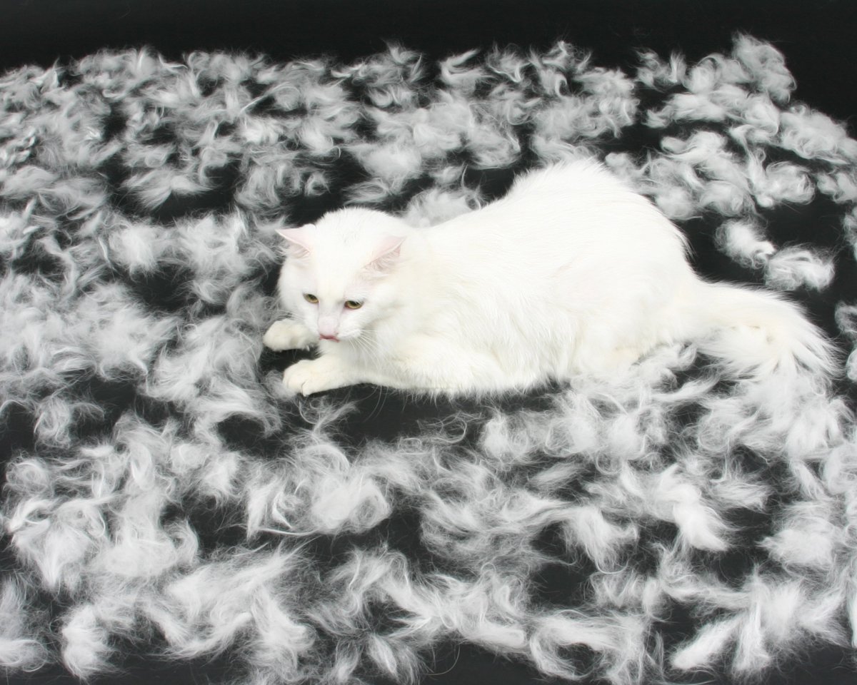 Экспресс линька кота