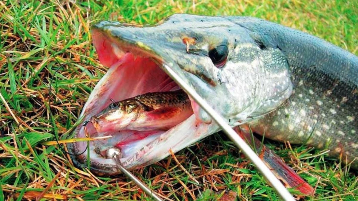 Рыбалка на щуку