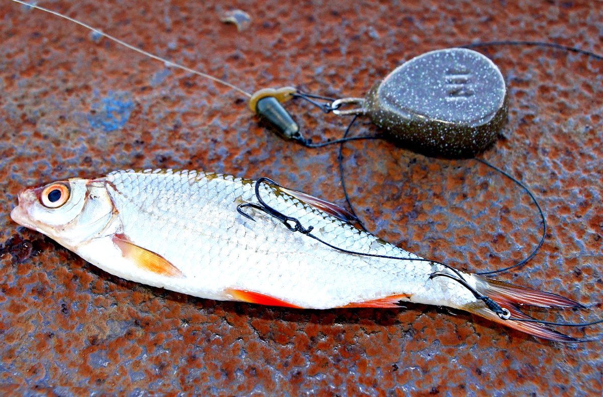 Ловля судака на живца