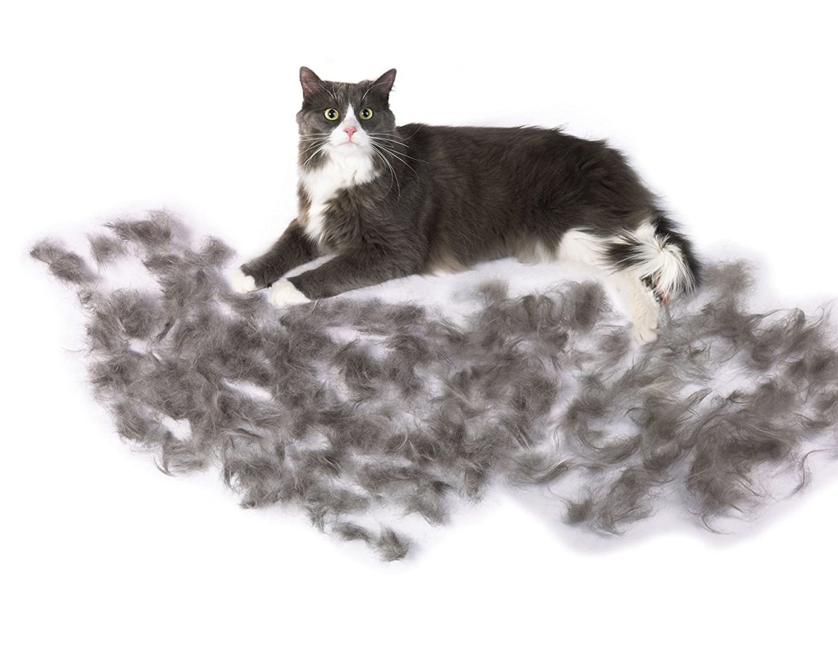 Кошка линяет