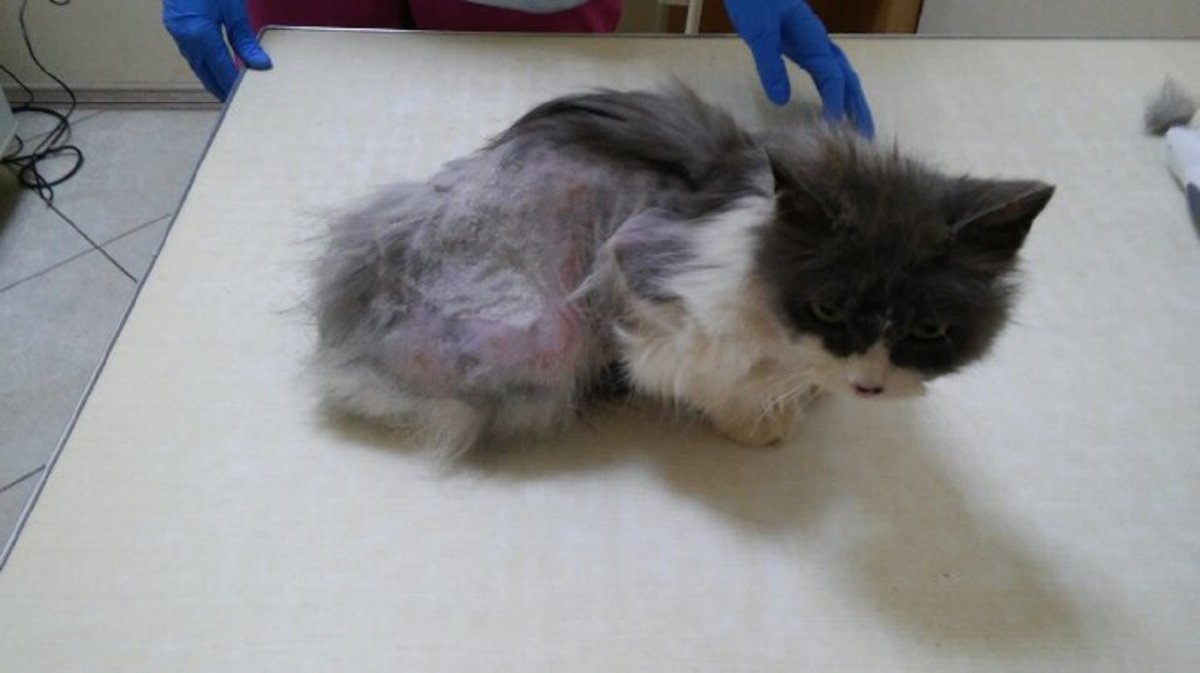 Мягкая шерсть у кошки