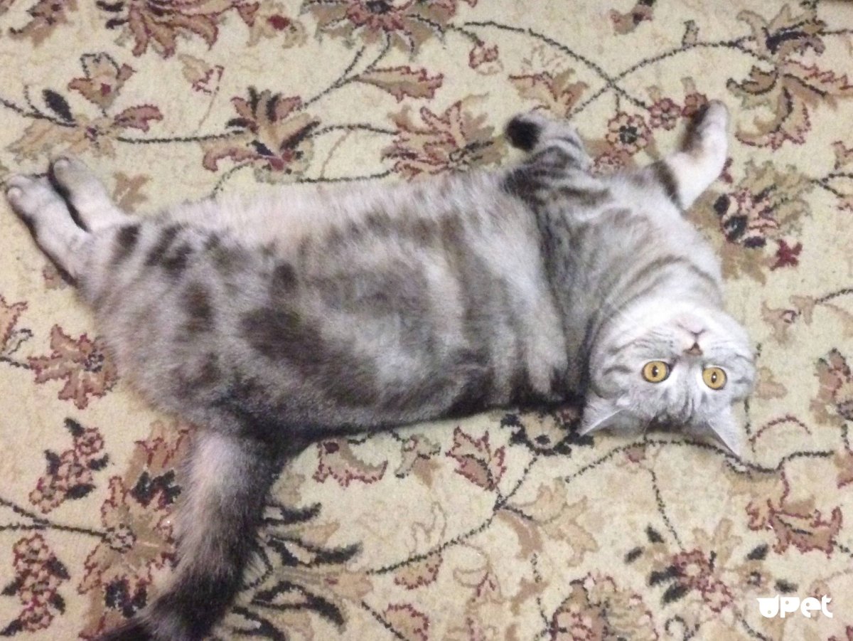 Экспресс линьки кошек