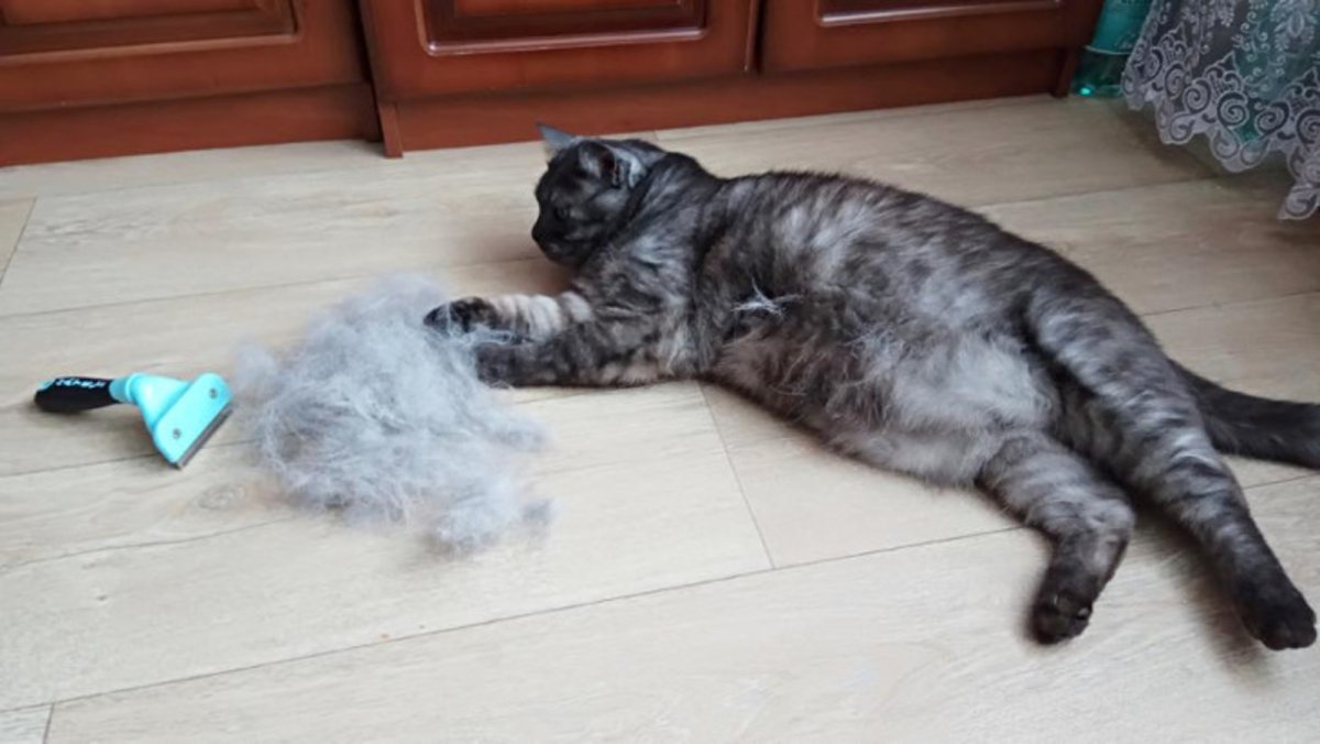 Маленькие котята линяют