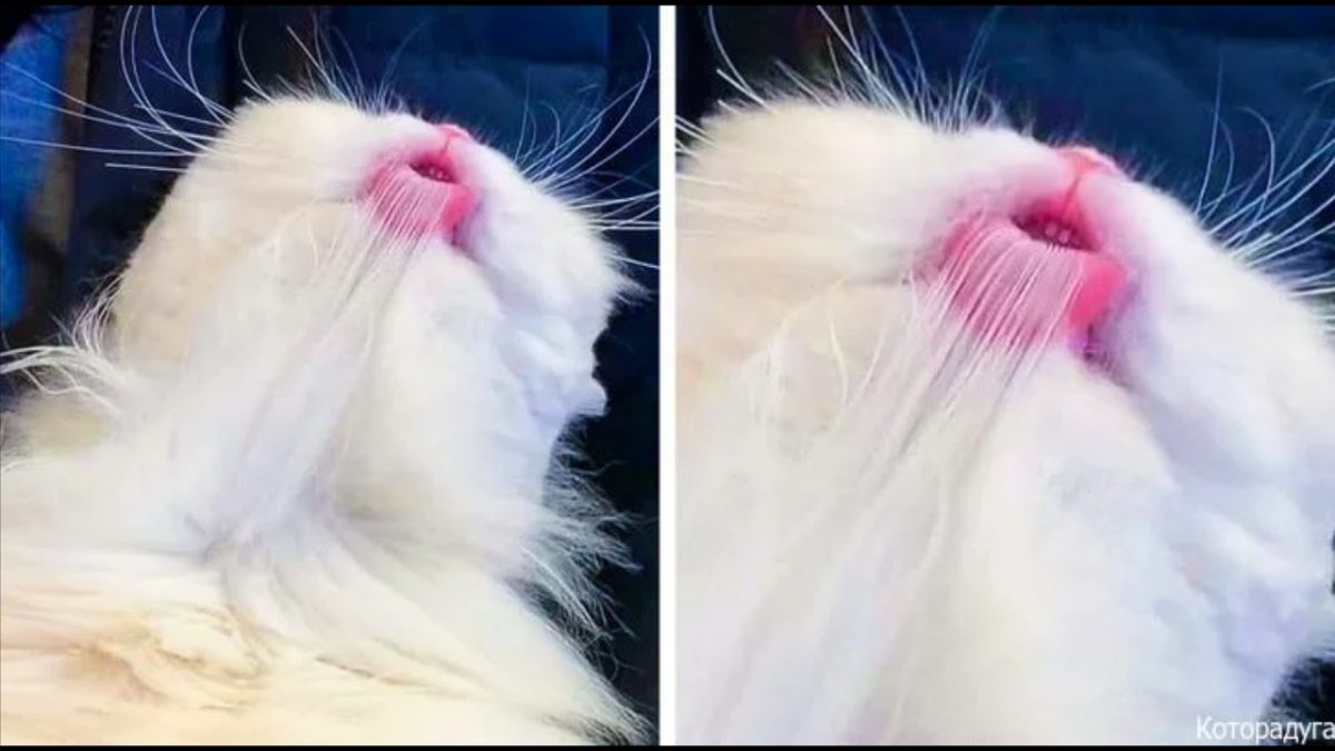 Кошку расчесывают