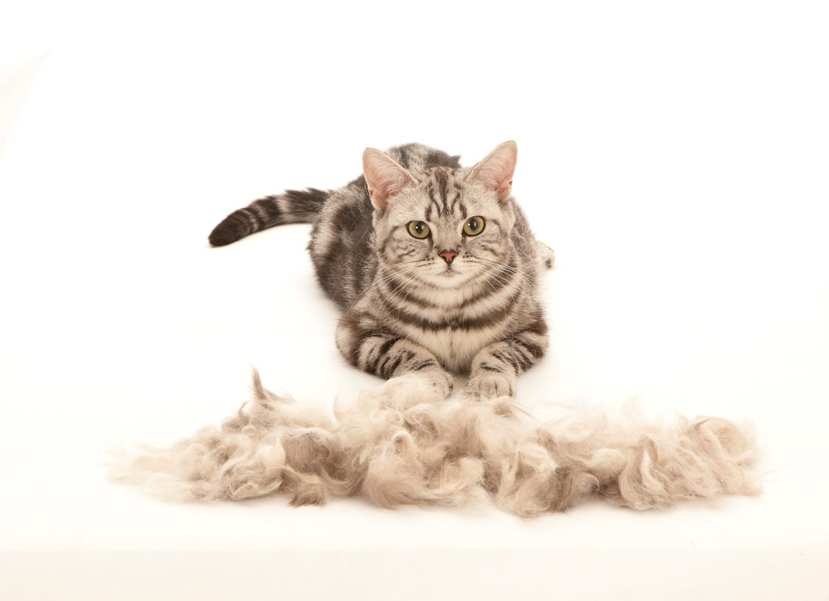 Грумминг хаски