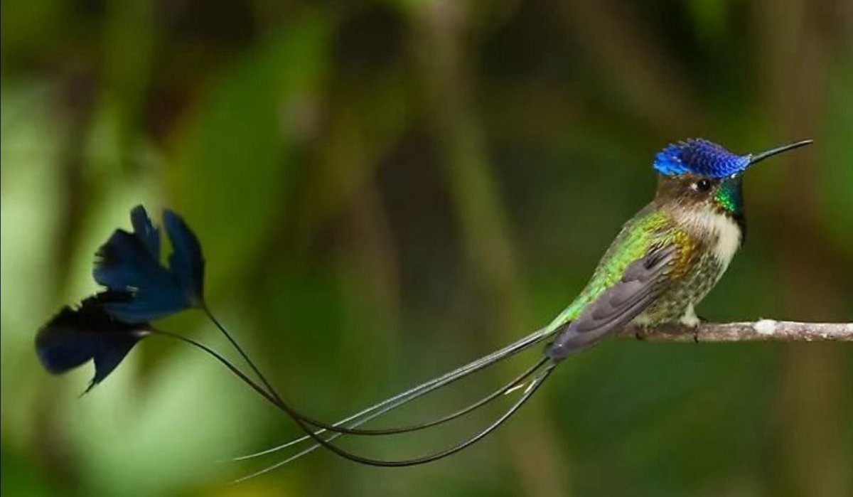 Длиннохвостая синица