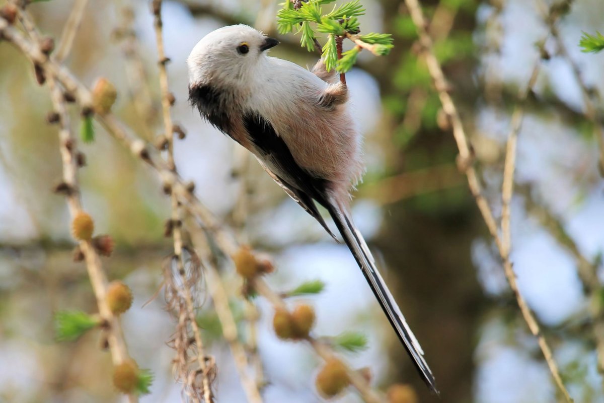 Хохлатая синица ТИТМАУС