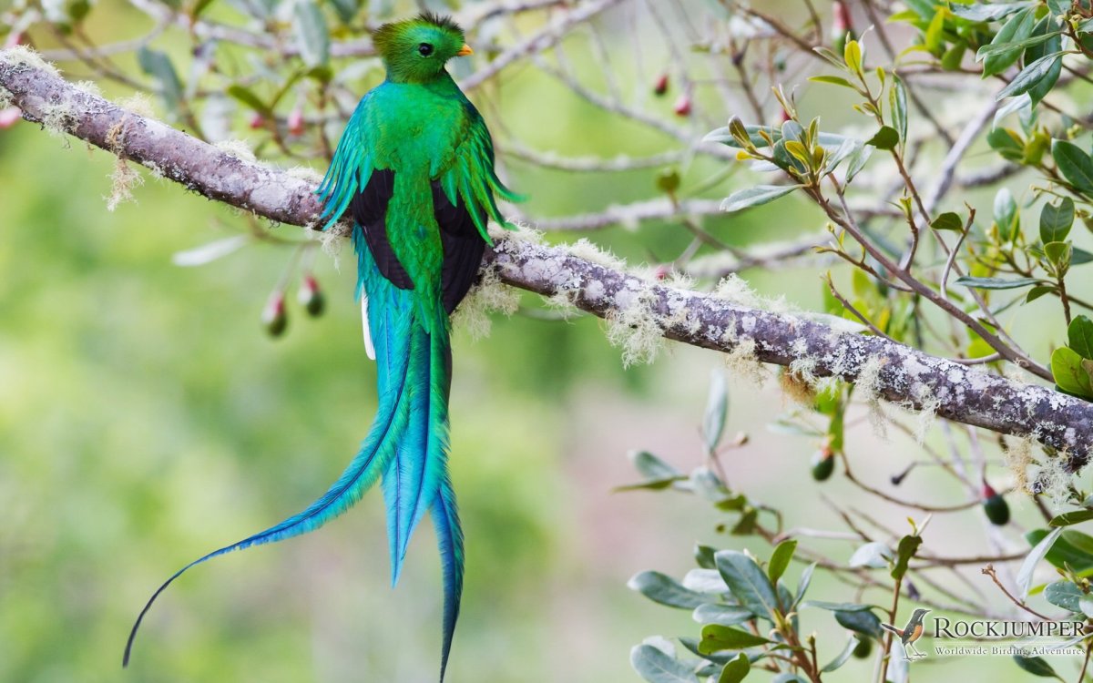 Вдовушка Фишера птица