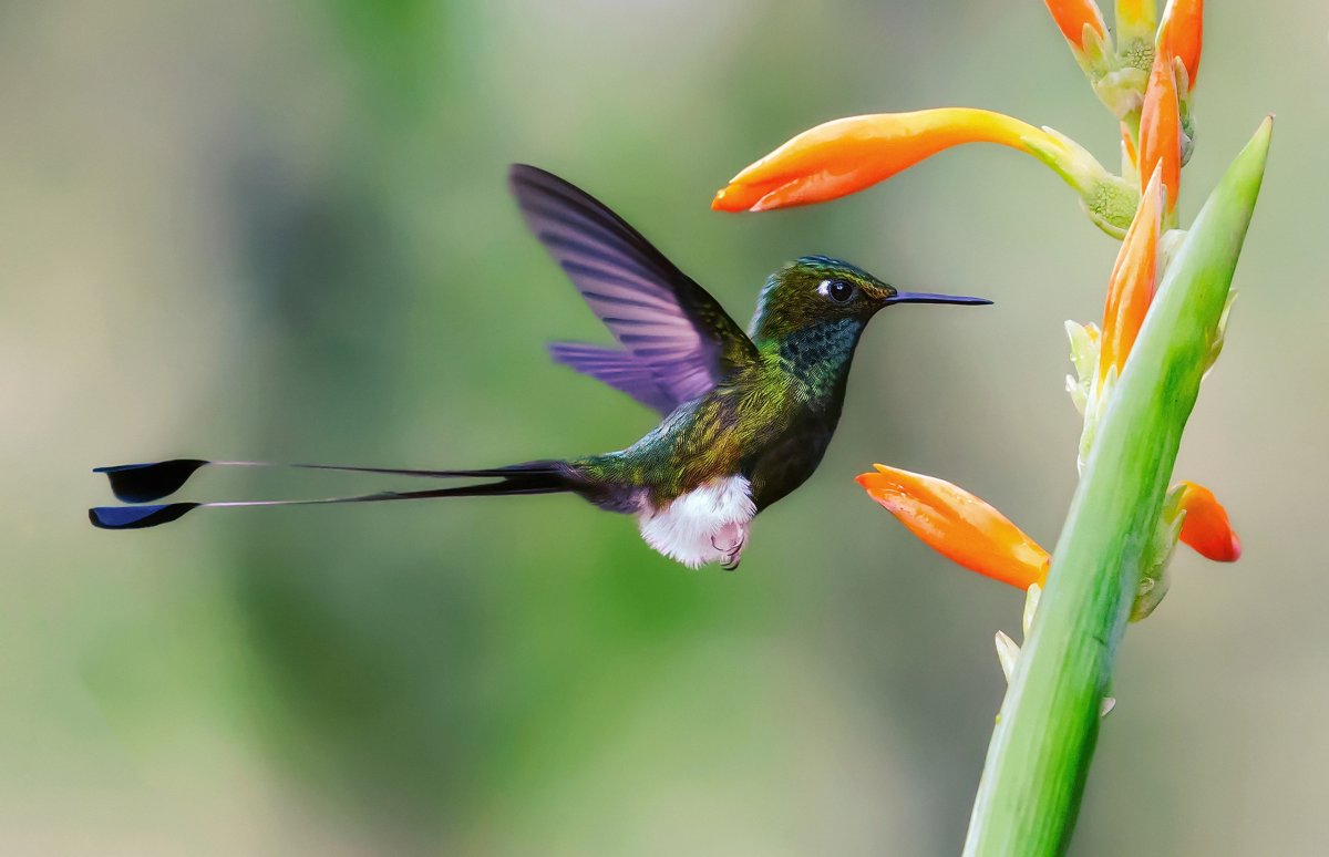 Hummingbird Flower