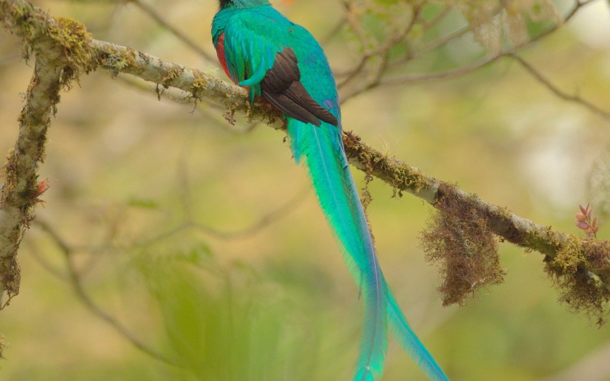 Дивный Шпательтэил