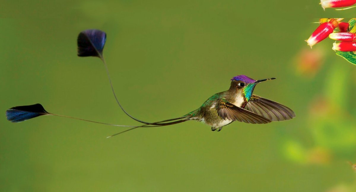 Птица с двойным хвостом