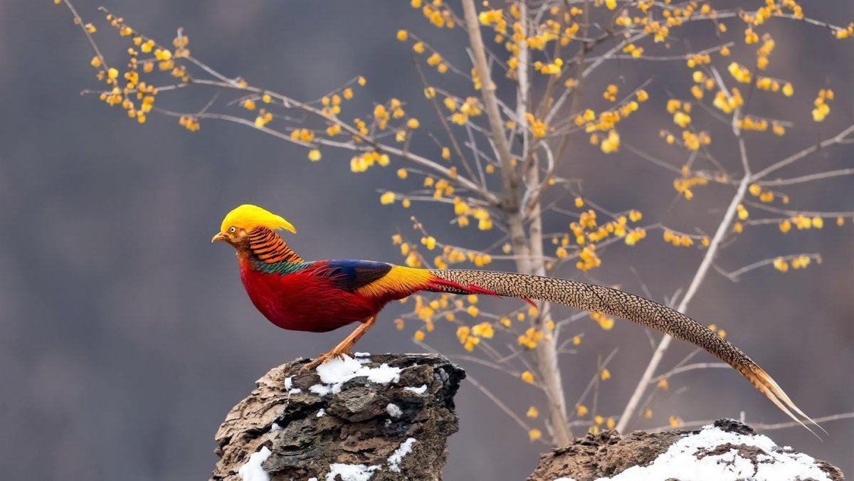 Филиппинская острохвостая нектарница