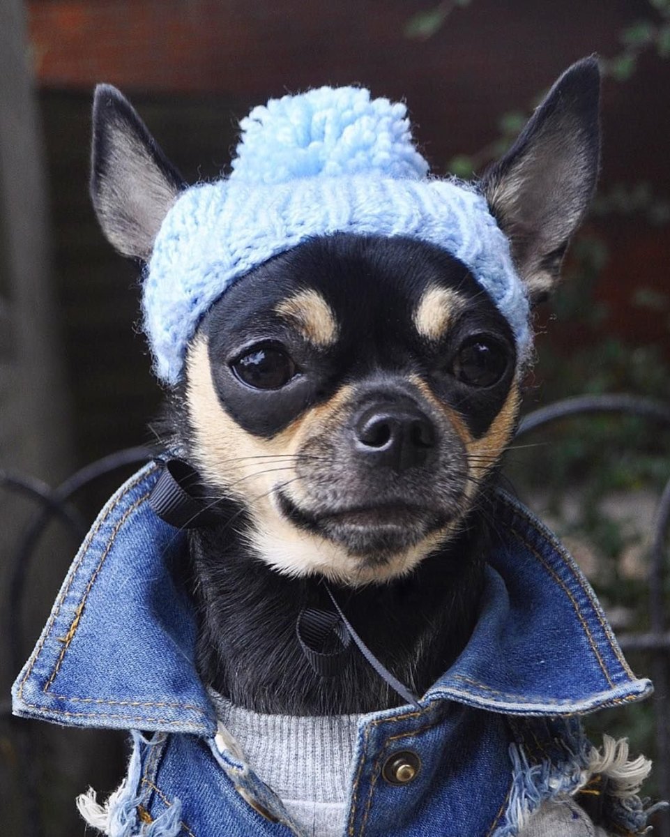 Чихуахуа в капюшоне