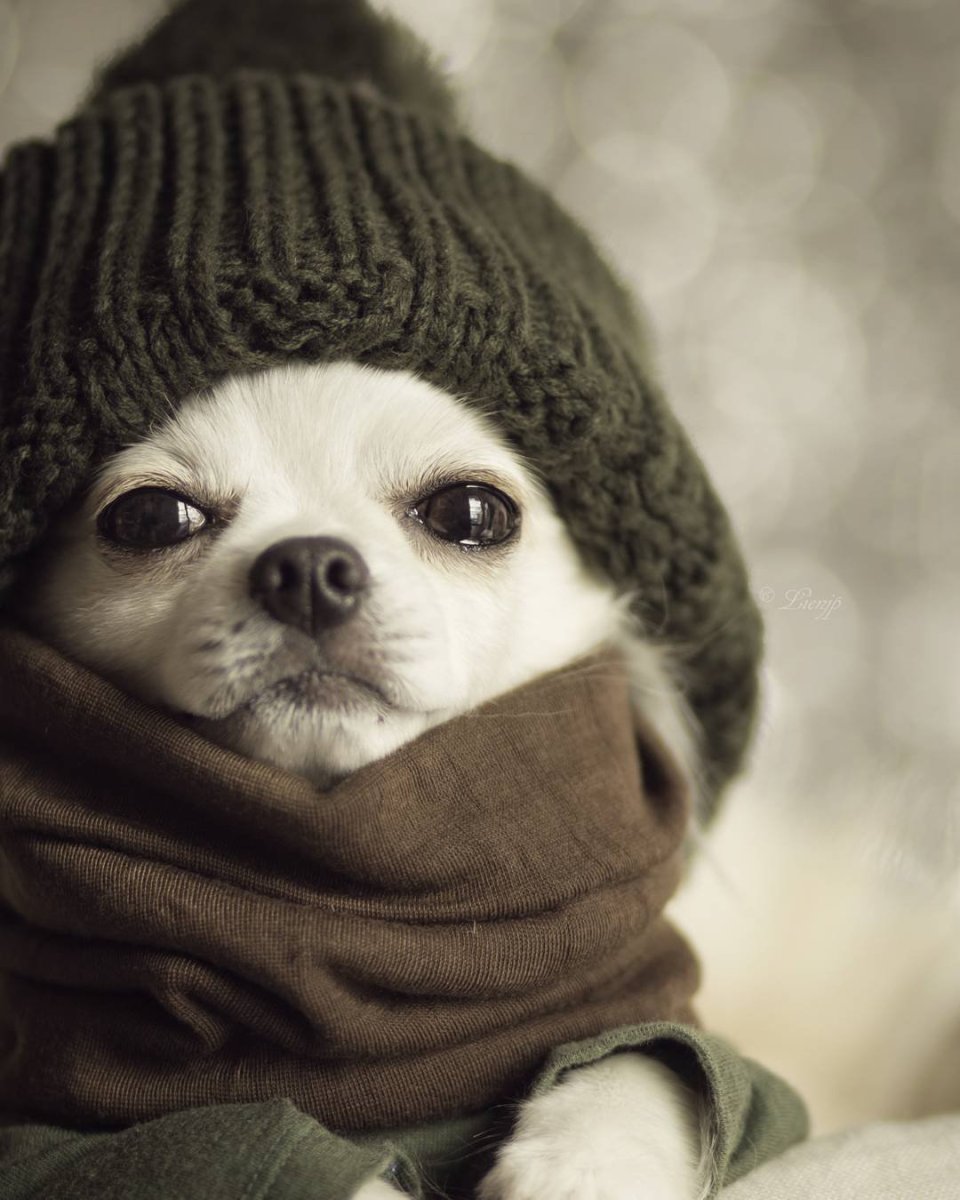 Щенок в шапке