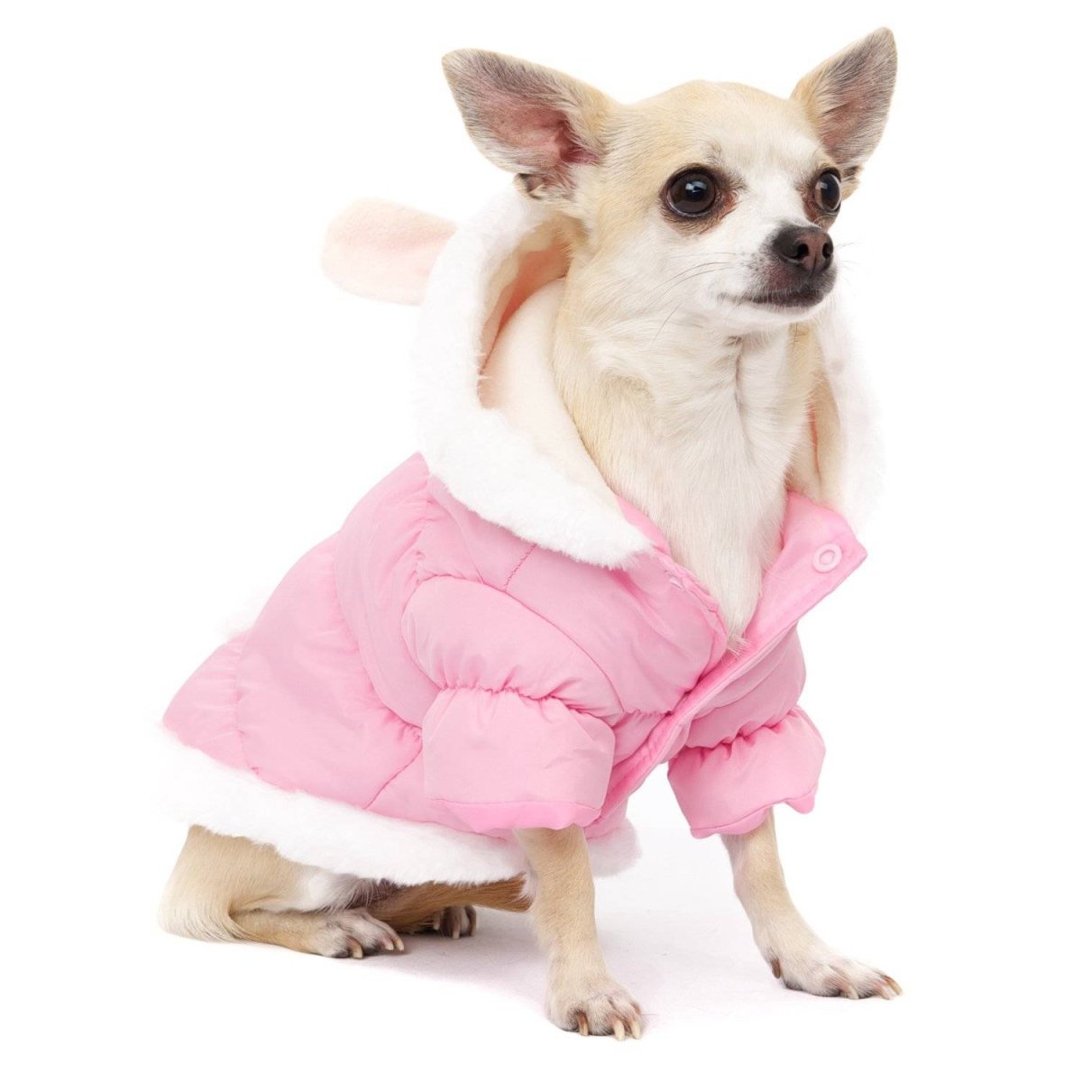 Чихуахуа в одежде