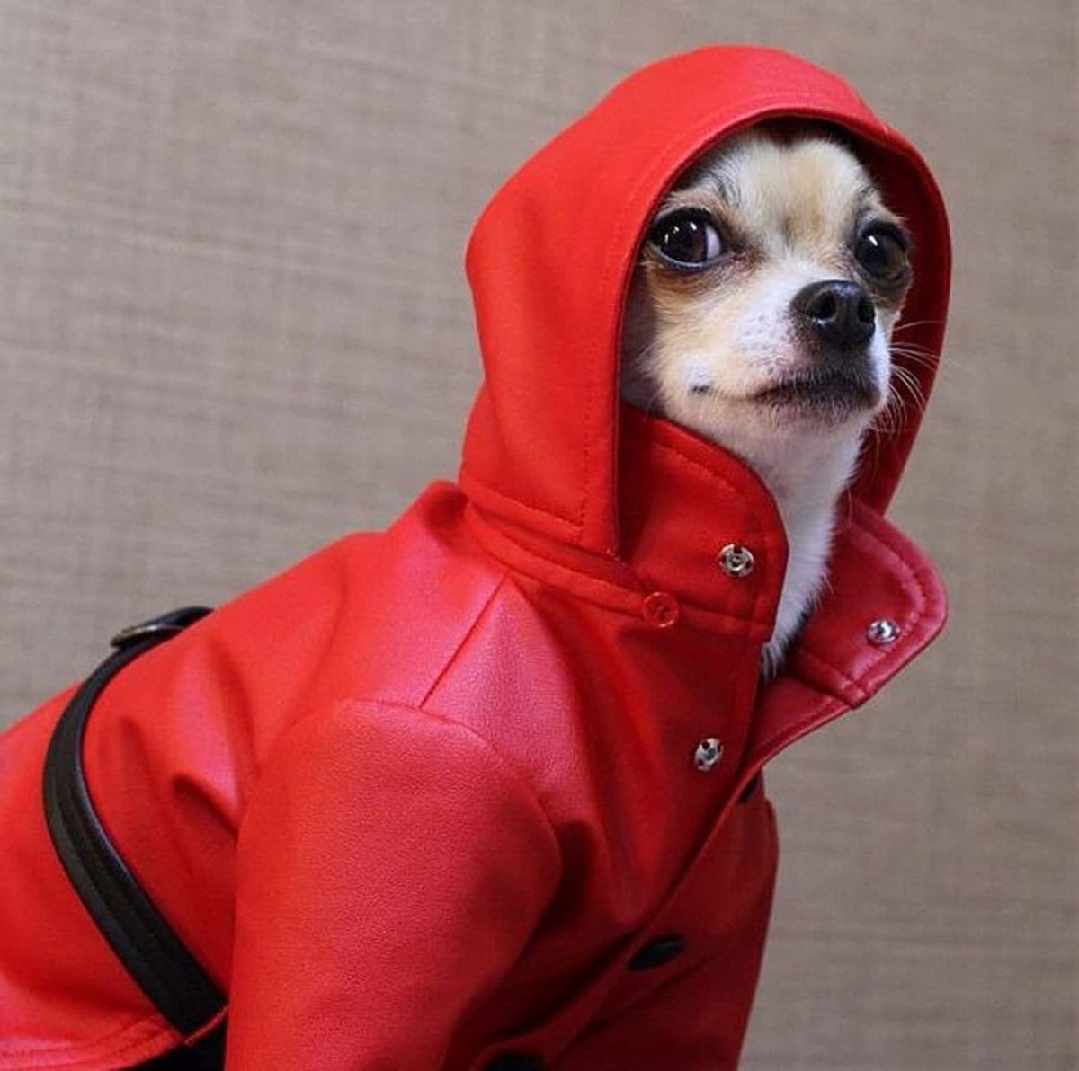 Смешная одежда для собак