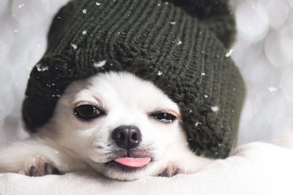 Шапочка собачки