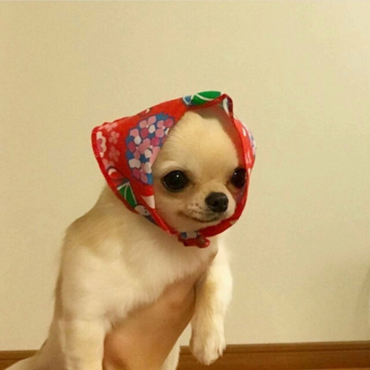 Смешные собаки с платочком