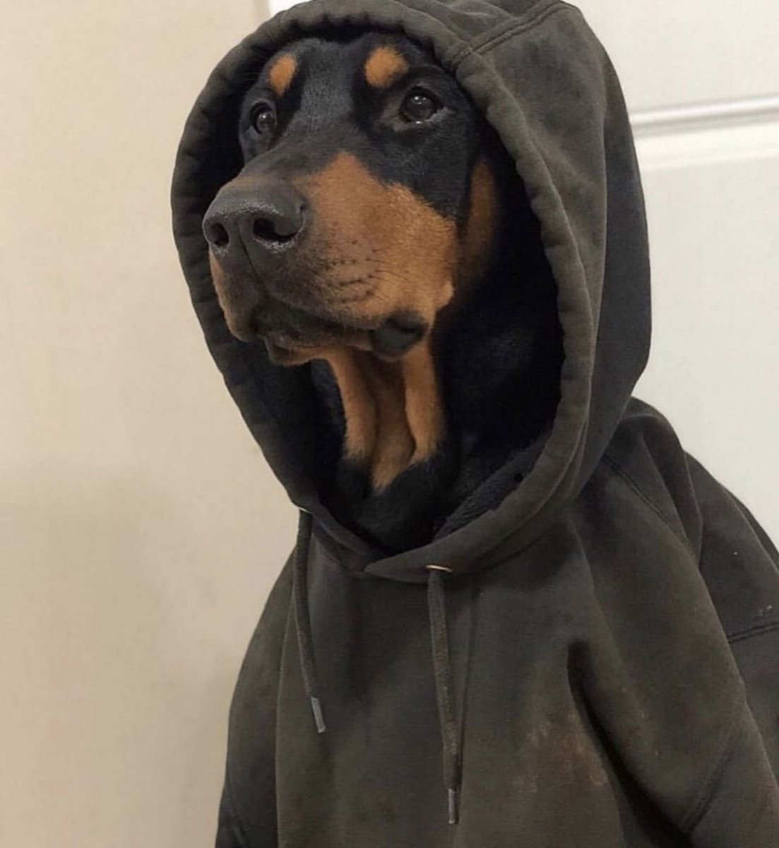 Доберман пинчер в худи