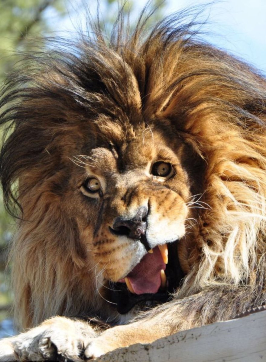 Лысый белый медведь без шерсти