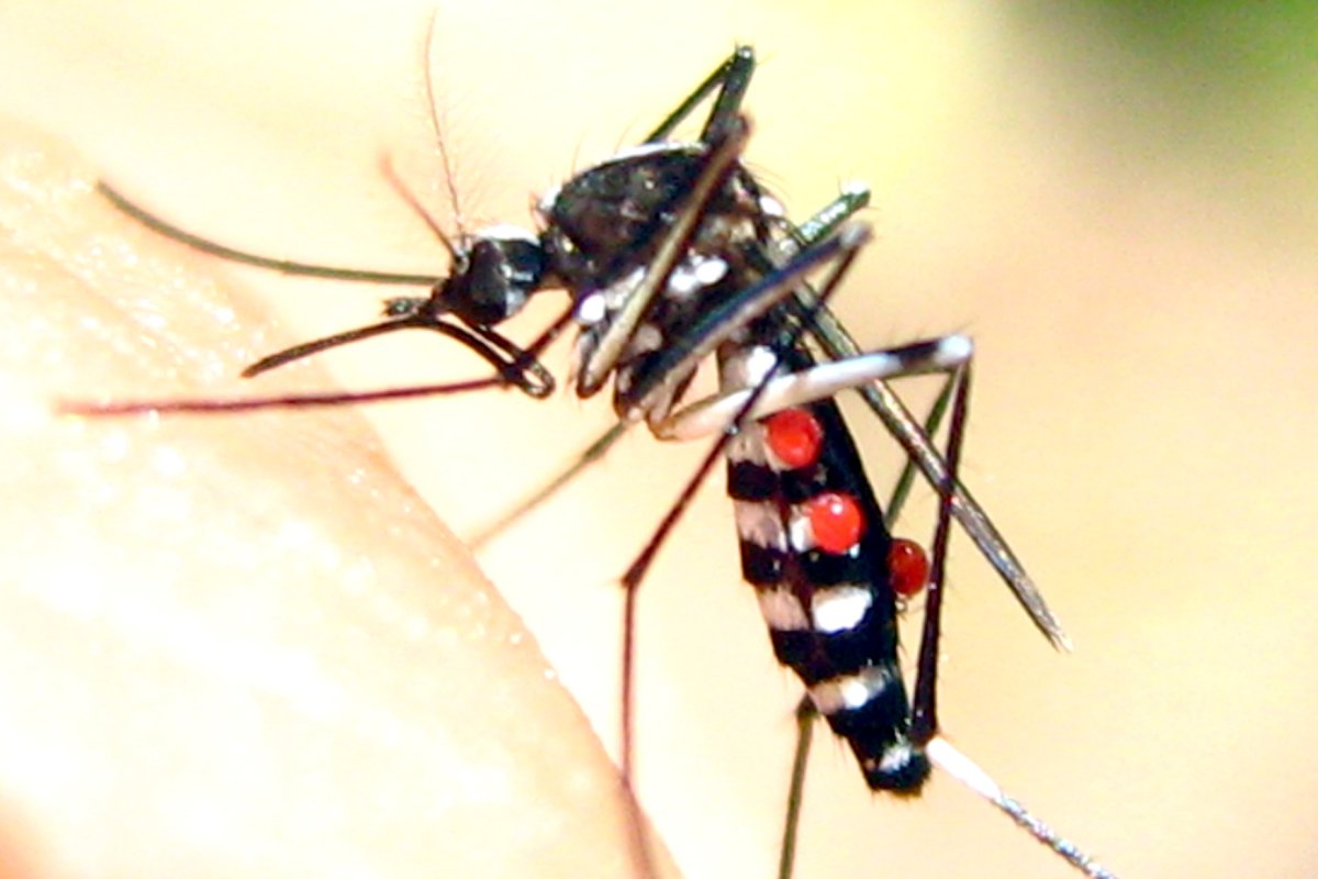 Тигровый комар