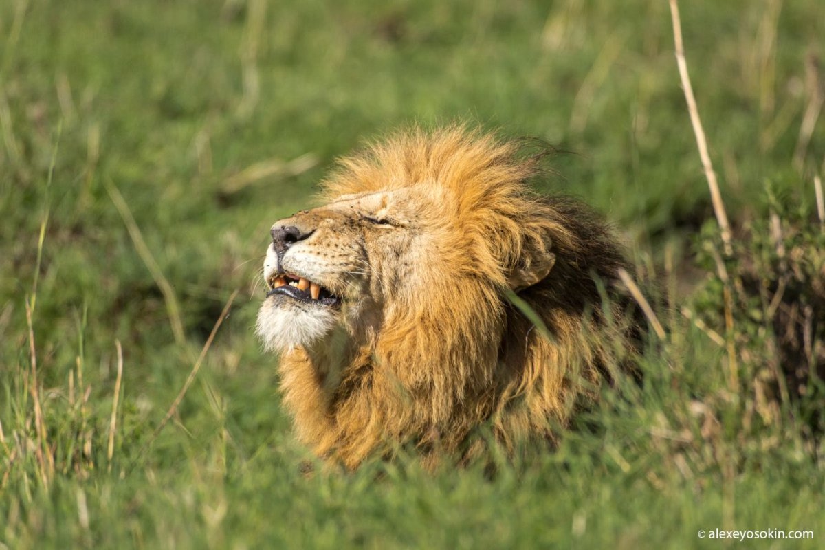 Львица хочет