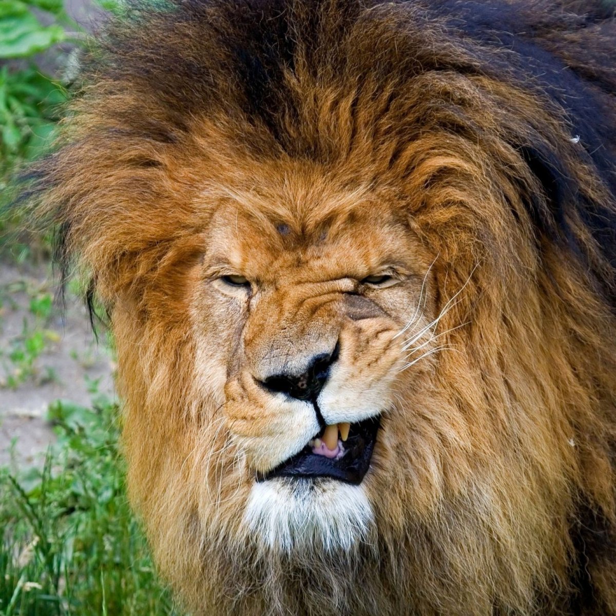 Лев Калахари