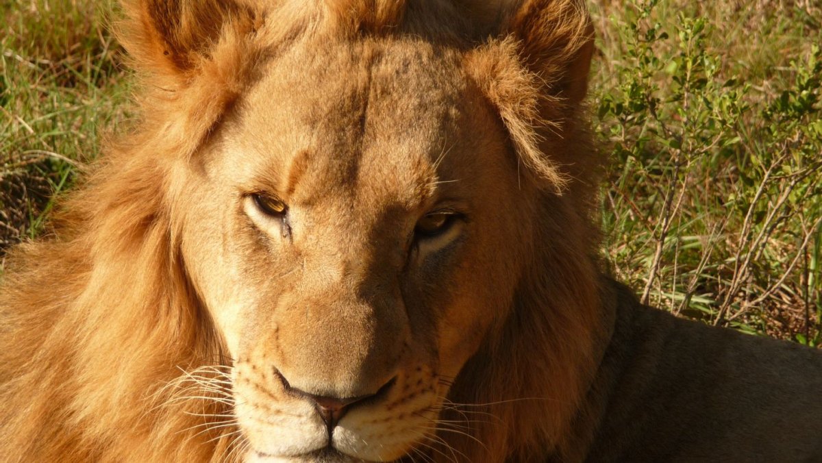 Львенок Эстетика