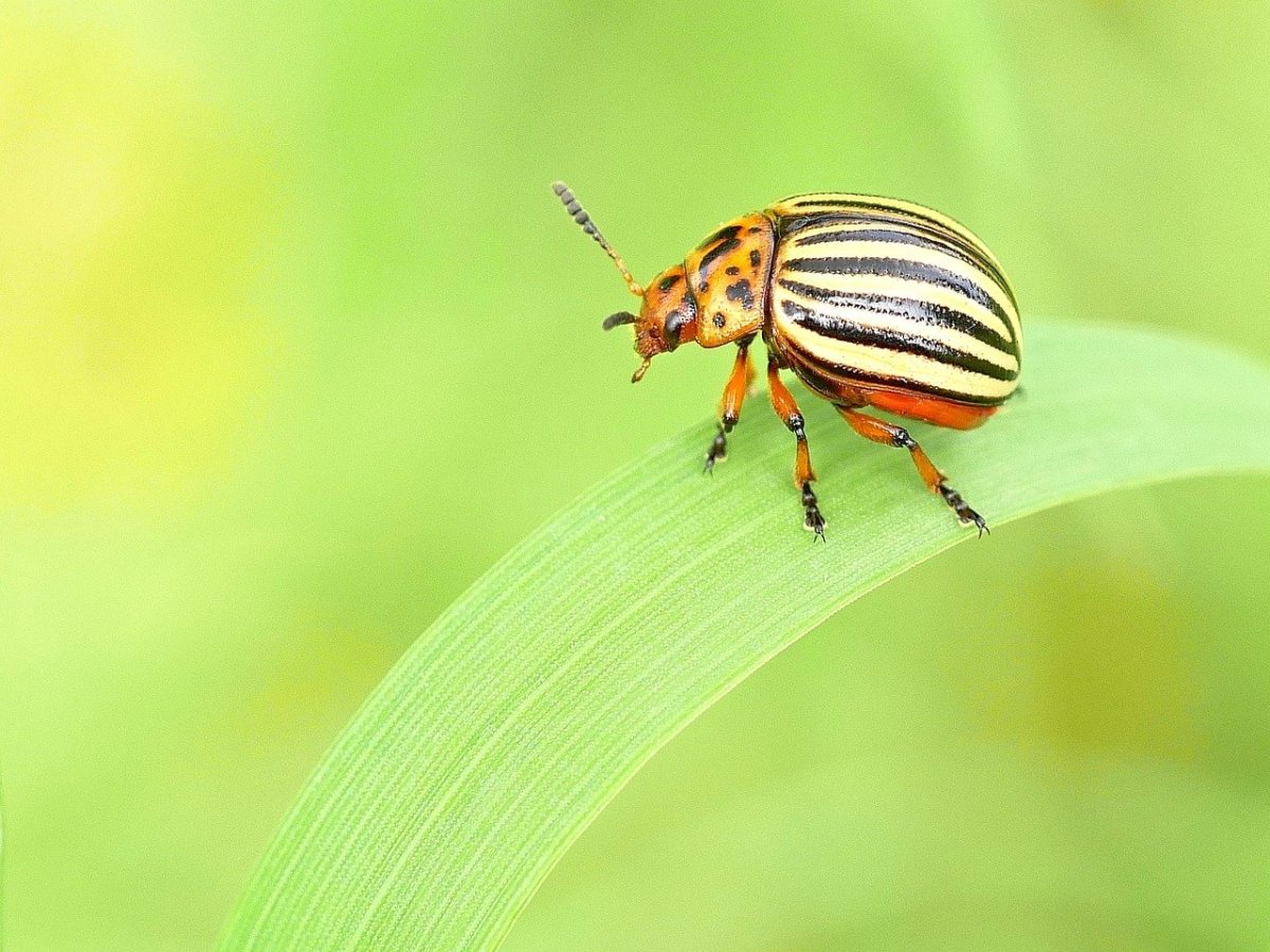 Dryocampa rubicunda гусеница