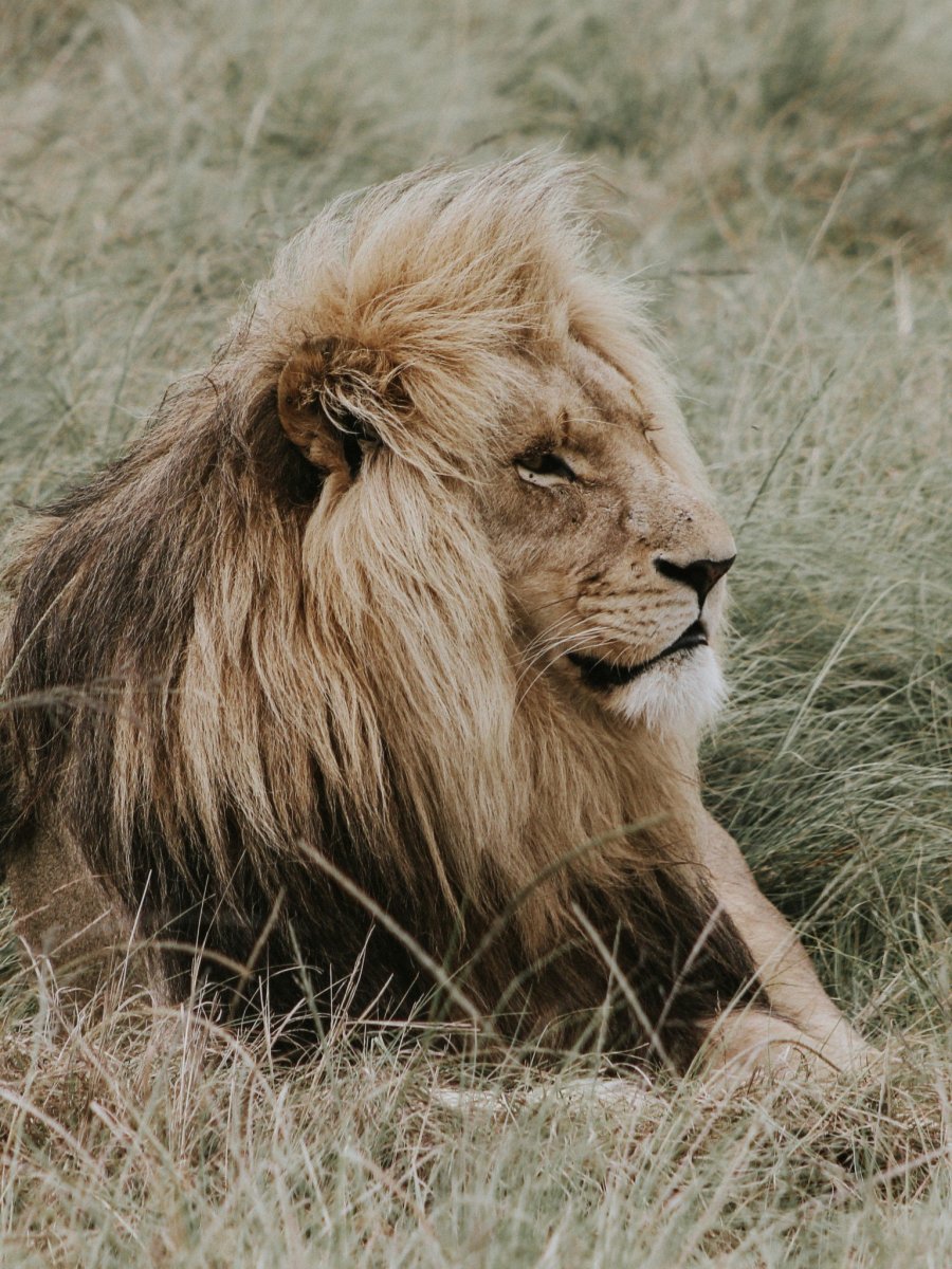 Лев с лысиной